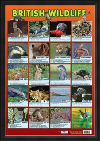 Framed Framed British Wildlife - Native British Animals